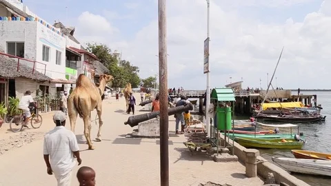 Camels walk down boardwalk. Stock Footage 70926048