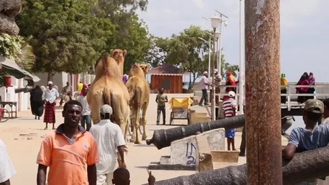 Camels walk down the boardwalk. Stock Footage 70926654