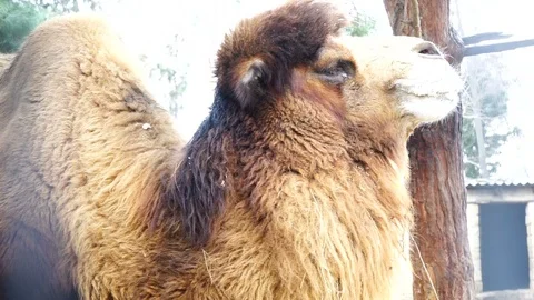 Camels walk in the paddock. Stock Footage 124000396