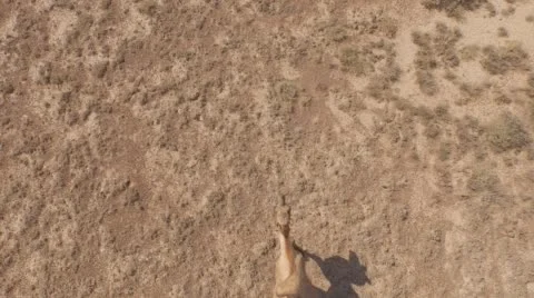 Camels walking across the desert. Stock Footage 59704574