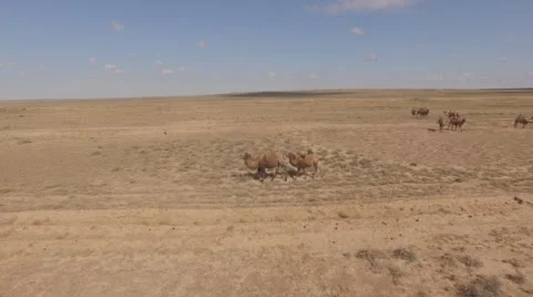 Camels walking across the desert. Stock Footage 59704854