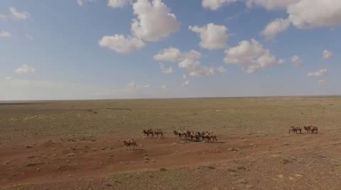 Camels walking across the desert. Stock Footage 59719902