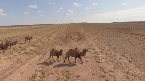 Camels walking across the desert. Stock Footage 59720274