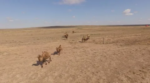 Camels walking across the desert. Stock Footage 59720453