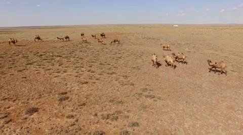 Camels walking across the desert. Stock Footage 59722746