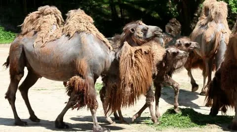 Camels walking around Stock Footage 27820919