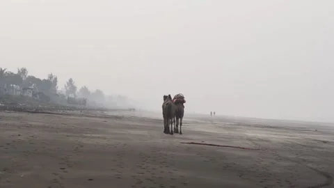 Camels Walking Away on Beach Back View Stock-Footage 331905444