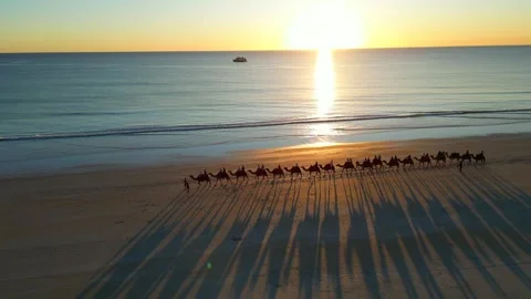Camels Walking On Cable Beach Broome Western Australia Casting Shadows Stock Footage 276427041