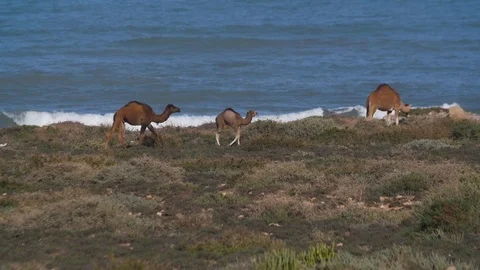 Camels Walking on Cliffs Morocco Ocean Shore Stock Footage 86316655