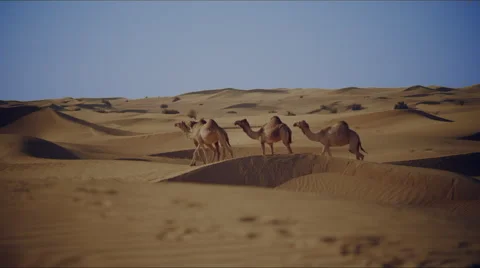 Camels walking in the desert 스톡 동영상 63926594