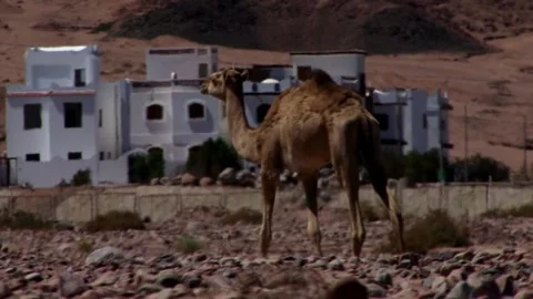 Camels walking in the desert Stock-Footage 130751453