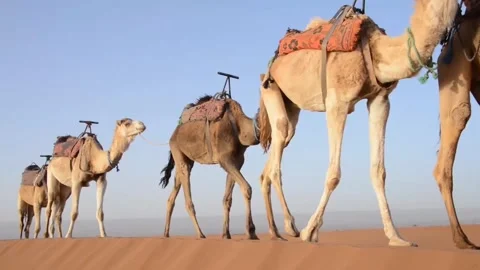 Camels walking on desert Video stock 270817763