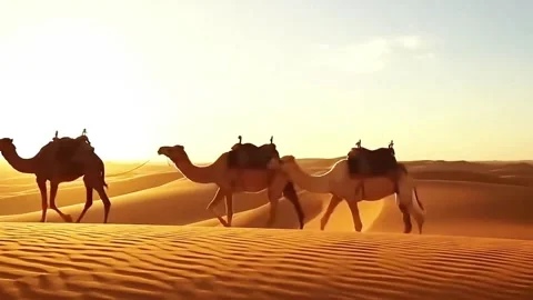 Camels walking in desert Stock Footage 320956405