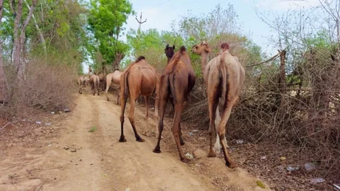 Camels Walking on a Dirt Path Stock Footage 290115483