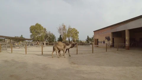 Camels walking 스톡 동영상 107879489