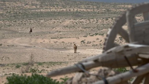 Camels walking on a road in the desert. An old genuine chariot, a cart Stock Footage 124603359