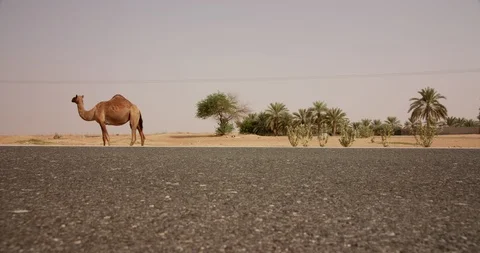 Camels walking on a road. Stock Footage 90896712