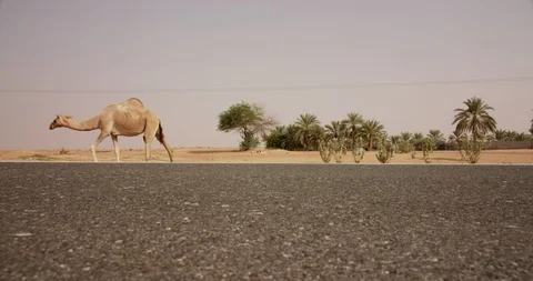 Camels walking on a road. Stock Footage 90898226