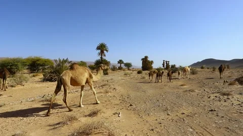 Camels Walking Through Desert Oasis with Palm Trees Stock Footage 335636666