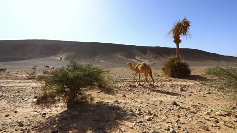 Camels Walking Through Desert Oasis with Palm Trees Stock Footage 335636682