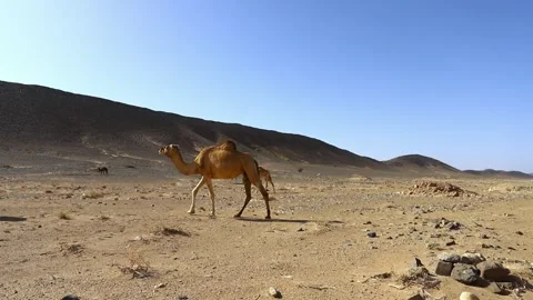 Camels Walking Through Desert Oasis with Palm Trees Stock Footage 335637092