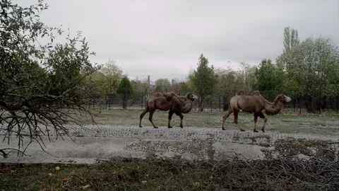Camels Walking in a Zoo Stock Footage 93183472