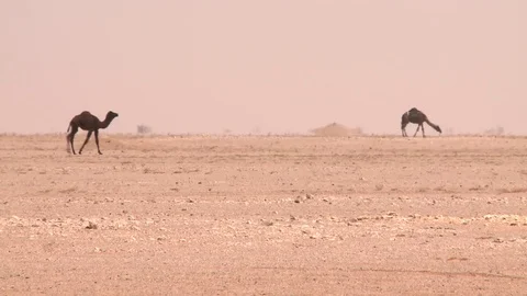 Camels wandering in a desert Stock Footage 73667339
