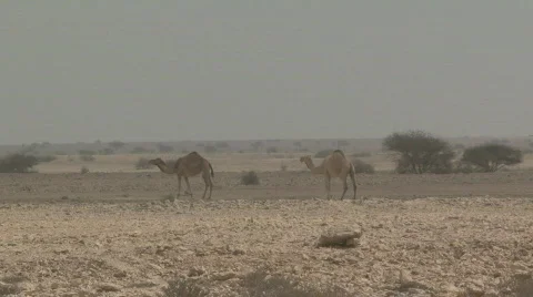 Camels in the Wild 1 Stock Footage 365499