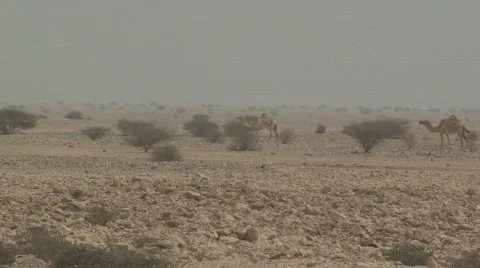 Camels in the Wild 2 Stock Footage