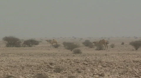 Camels in the Wild 3 Stock Footage 367423