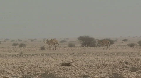 Camels in the Wild 4 Stock Footage 367406