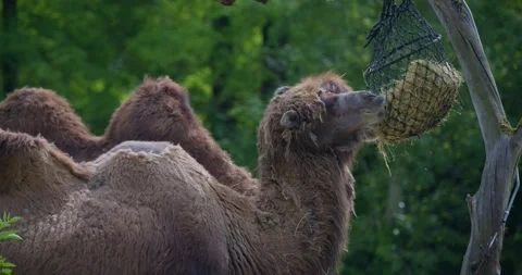Camels as wildlife creatures animals 動画素材 334299394