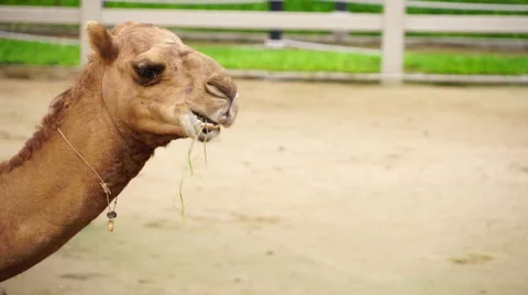 Camels in Zoo Video stock 55299696