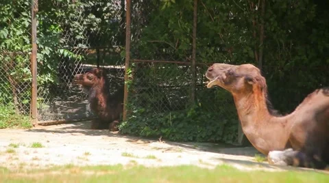 Camels at the Zoo Stock Footage 59906901