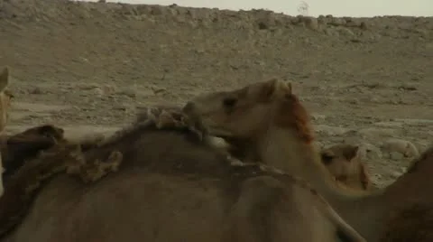 Camels - Zoom In Stock Footage 22038782