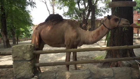 Camelus dromedaryus Video stock 292546537