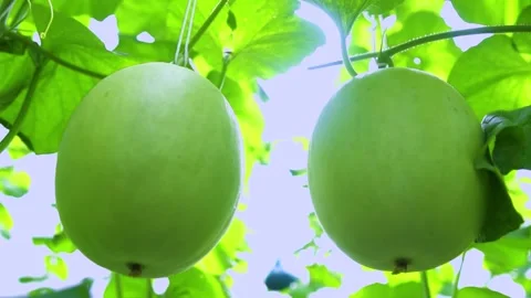 Camera 24 1 Video stock 236079484