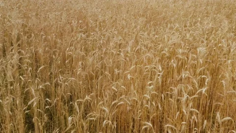 Camera above beautiful wheat field in a day where wind do some barley motion and Stock Footage 135745510