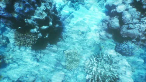 The camera above captures the seabed with corals and fish through the clear Stock Footage 260405614
