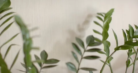 Camera is adjusting focus to reveal leaf veins while plant stems are swaying Stock Footage 344671894