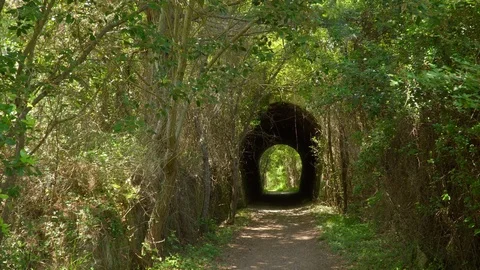 Camera advances between the forest to a tunnel Stock Footage 112294482