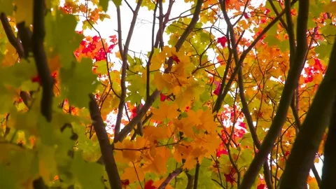 Camera Among the Branches of Autumn Maple HD Pro Video stock 123100035