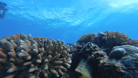 Camera in and out of the frame of close up look of a big leopard eel hiding in t Stock Footage 251301648