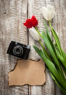 Camera and tulips Stock-Fotos