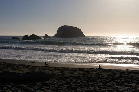 Camera and walking bird on sandy beach with Pacific ocean behind in Califor.. Stock Photos