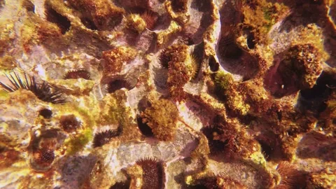 Camera angle drops down and up view to pool of salt water with sea urchin inhabi Stock Footage 242998478