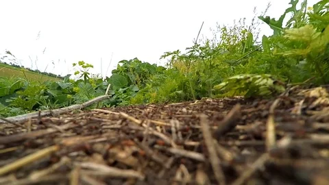 Camera in the Anthill Stock Footage 77042306