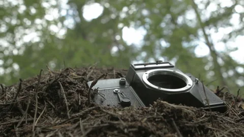 Camera in an anthill Video stock 86521992