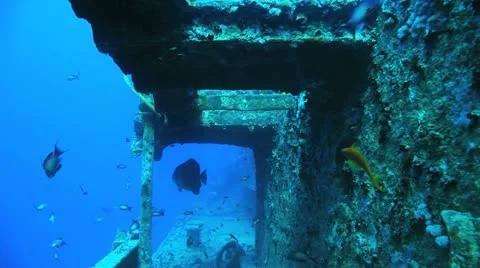 Camera approach Bat fish at the ship wreck 库存影片 22637718