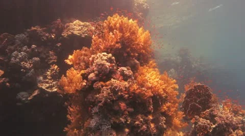 Camera approach huge piece of soft coral covered by anthias Stock Footage 22642012